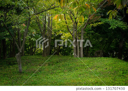 Sunlight through the trees Sunlight through the trees 131707430