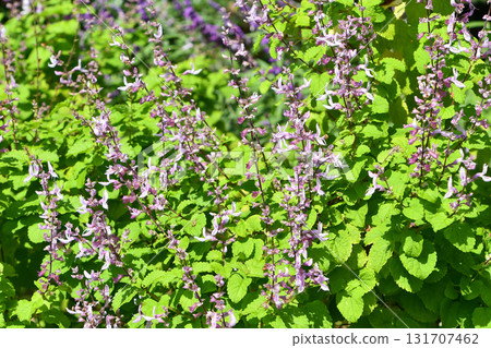 Okimu Labiatum Pink sage 131707462