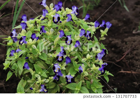 Purple and light blue torenia flowers blooming in an autumn park Purple and light blue torenia flowers blooming in an autumn park 131707733