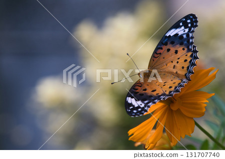 棲息在 Kibana Cosmos 上的印度貝母 棲息在 Kibana Cosmos 上的印度貝母 131707740