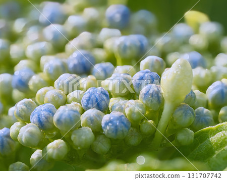 藍色繡球花 131707742