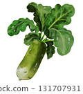 so fresh white radish In garden 131707931