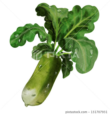 so fresh white radish In garden so fresh white radish In garden 131707931