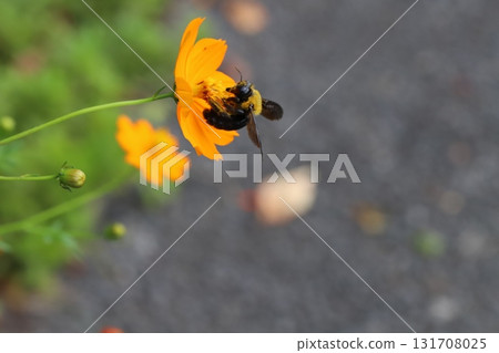 一隻木蜂在秋季公園裡從盛開的橙黃色波斯菊花中吸食花蜜 131708025