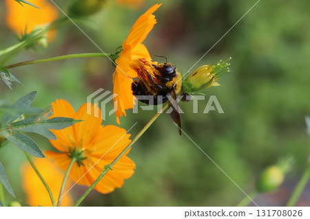 一隻木蜂在秋季公園裡從盛開的橙黃色波斯菊花中吸食花蜜 131708026