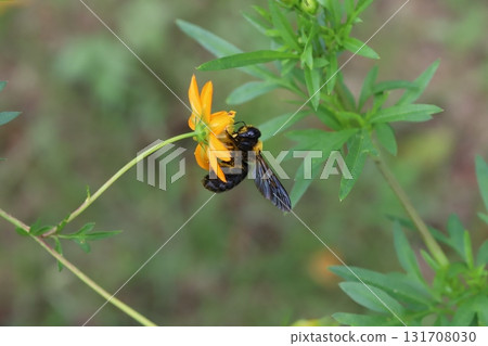 一隻木蜂在秋季公園裡從盛開的橙黃色波斯菊花中吸食花蜜 一隻木蜂在秋季公園裡從盛開的橙黃色波斯菊花中吸食花蜜 131708030