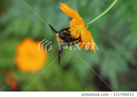 一隻木蜂在秋季公園裡從盛開的橙黃色波斯菊花中吸食花蜜 131708033