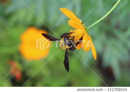 一隻木蜂在秋季公園裡從盛開的橙黃色波斯菊花中吸食花蜜 131708034