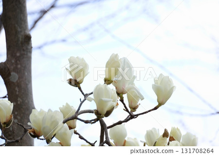 Hakkumen in full bloom 131708264