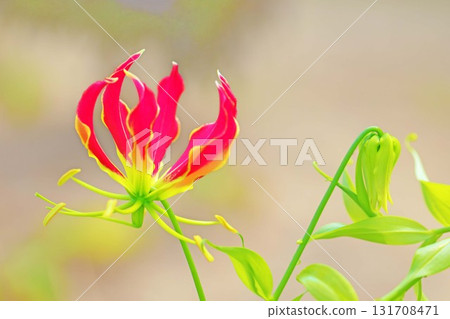 Flowers around the house, various in all seasons. Beautiful red lily petals are blooming on the fence in the park. Flowers around the house, various in all seasons. Beautiful red lily petals are blooming on the fence in the park. 131708471