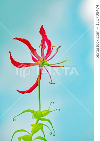 房子周圍種滿了鮮花，四季各異。公園的籬笆上盛開著美麗的紅色百合花瓣。 131708474