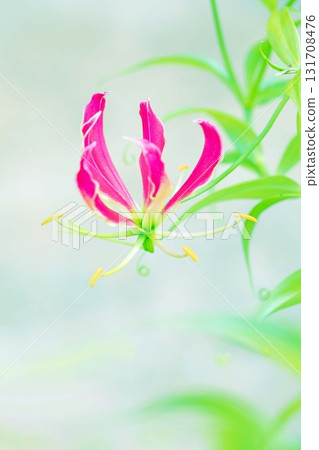 房子周圍種滿了鮮花,四季各異。公園的籬笆上盛開著美麗的紅色百合花瓣。 房子周圍種滿了鮮花,四季各異。公園的籬笆上盛開著美麗的紅色百合花瓣。 131708476