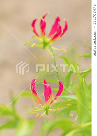 Flowers around the house, various in all seasons. Beautiful red lily petals are blooming on the fence in the park. 131708478