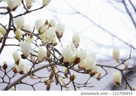 Hakkumen in full bloom 131708841