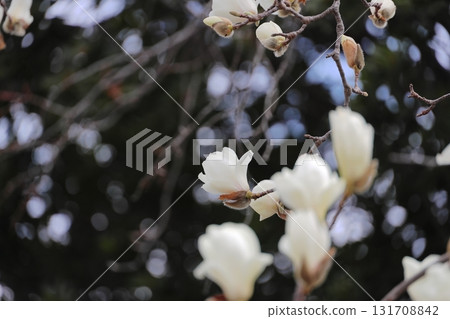 Hakkumen in full bloom Hakkumen in full bloom 131708842