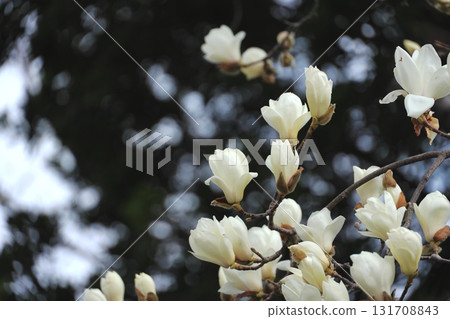 Hakkumen in full bloom Hakkumen in full bloom 131708843