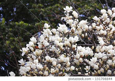 Hakkumen in full bloom Hakkumen in full bloom 131708844