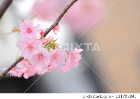 Kawazu櫻桃樹特寫鏡頭 Kawazu櫻桃樹特寫鏡頭 131708845