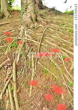 A landscape woven with tree roots and red spider lilies 131709125