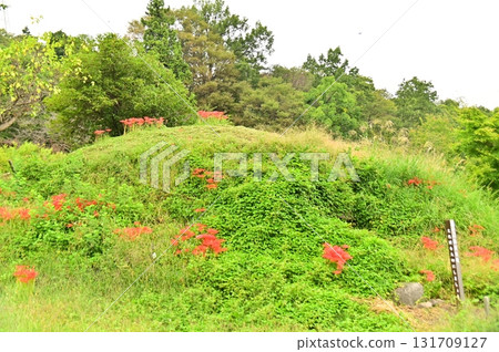 Cluster amaryllis decorating the Tsuruhagi Kofun Tomb 131709127