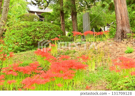 長谷寺山丘上盛開的石蒜花 131709128