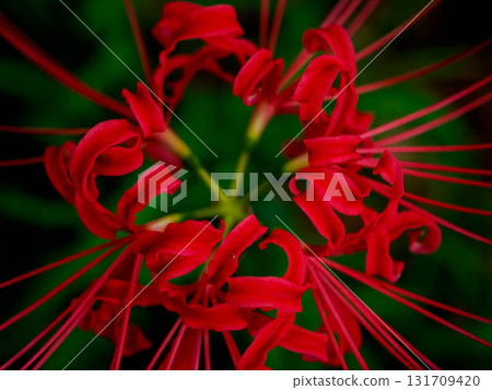 With the arrival of autumn, the vibrant flowers of the red spider lilies bloom. 131709420