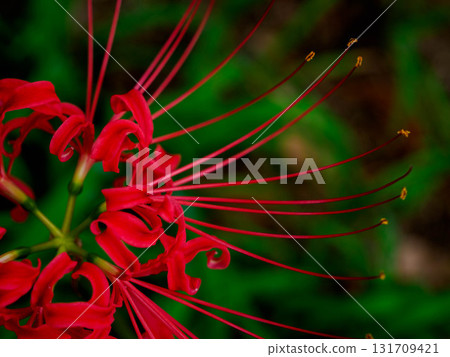 With the arrival of autumn, the vibrant flowers of the red spider lilies bloom. 131709421