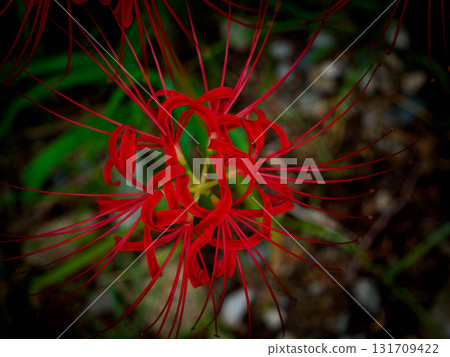 With the arrival of autumn, the vibrant flowers of the red spider lilies bloom. 131709422