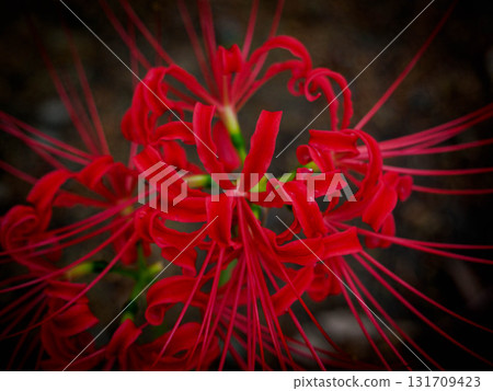 With the arrival of autumn, the vibrant flowers of the red spider lilies bloom. 131709423