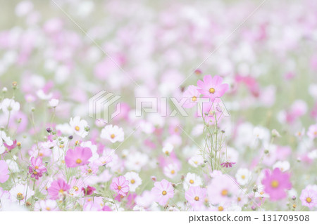 低飽和度柔和調的宇宙花田 131709508