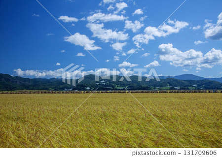 Fruitful autumn 131709606