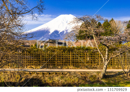 [山梨縣_忍野村] 初春忍野八海和富士山 4月 131709929