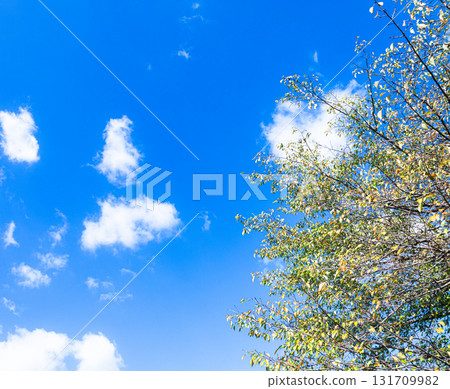 Autumn scenery with blue skies, white clouds, and trees beginning to turn red 131709982