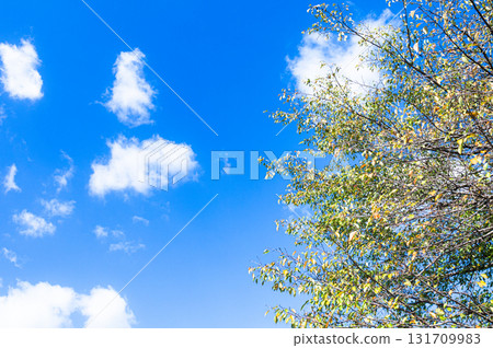藍天、白雲、樹木開始變紅的秋天景色 131709983