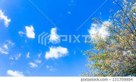 Autumn scenery with blue skies, white clouds, and trees beginning to turn red Autumn scenery with blue skies, white clouds, and trees beginning to turn red 131709984