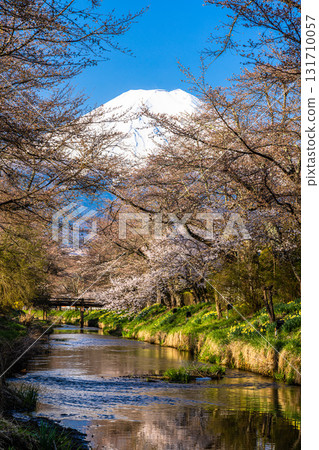 [Yamanashi Prefecture_Oshino Village] Shinnasho River and Mt. Fuji in early spring, April 131710057