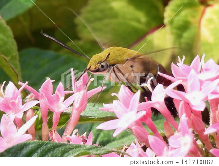 Ooskasiba and pentas Ooskasiba and pentas 131710082