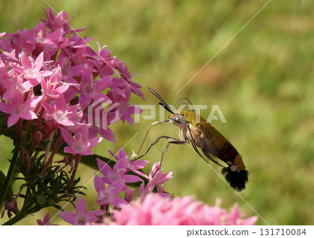 Ooskasiba and pentas 131710084