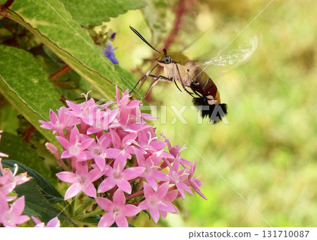 Ooskasiba和pentas 131710087