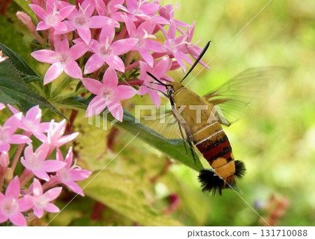 Ooskasiba和pentas Ooskasiba和pentas 131710088