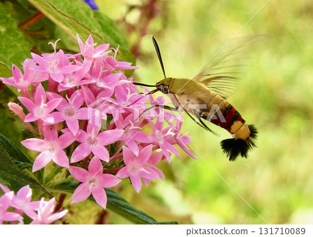 Ooskasiba and pentas 131710089