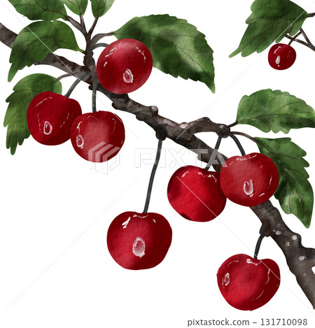 branch_of_real_cherry_so_fresh branch_of_real_cherry_so_fresh 131710098