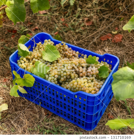 White grapes harvested in a blue plastic crate in a vineyard 131710169