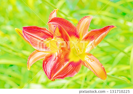 The beautiful and delicate daylilies that adorn the flower beds around the house are blooming in all seasons. 131710225
