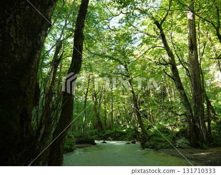 Oirase Gorge surrounded by fresh greenery Oirase Gorge surrounded by fresh greenery 131710333