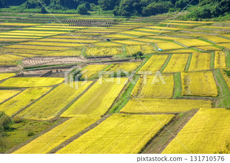 Autumn rice fields in Kunugidaira 131710576