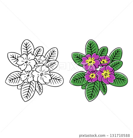 報春花插圖 報春花插圖 131710588