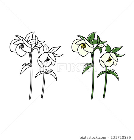 聖誕玫瑰切花插圖 聖誕玫瑰切花插圖 131710589