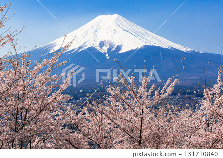 [Yamanashi Prefecture_Fujiyoshida City] Mt. Fuji seen from Arakurayama Sengen Park in spring (April) 131710840