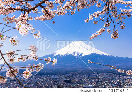 [Yamanashi Prefecture_Fujiyoshida City] Mt. Fuji seen from Arakurayama Sengen Park in spring (April) 131710843